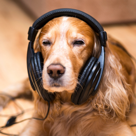 Aprende inglés con música: géneros que enseñan y emocionan