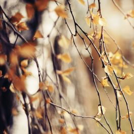 Aprender inglés con el cambio de temporada