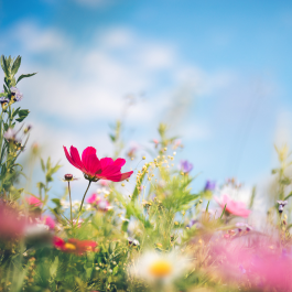 La primavera en Chile: el momento perfecto para aprender inglés con KOE Chile